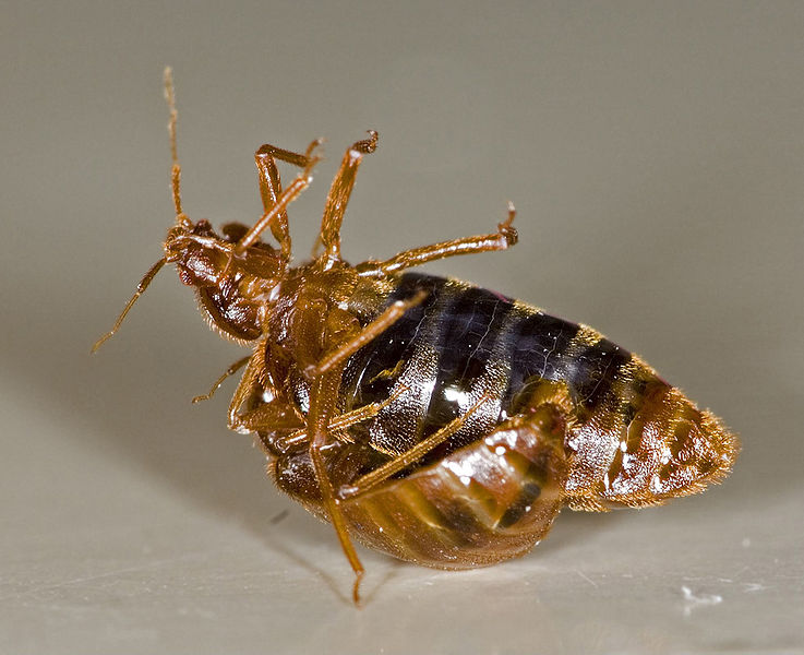 Bedbug male stabbing a female during sex. Image: Wikimedia