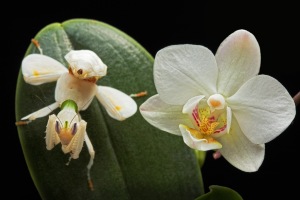 The orchid mantis, Hymenopus coronatus. Igor Siwanowicz